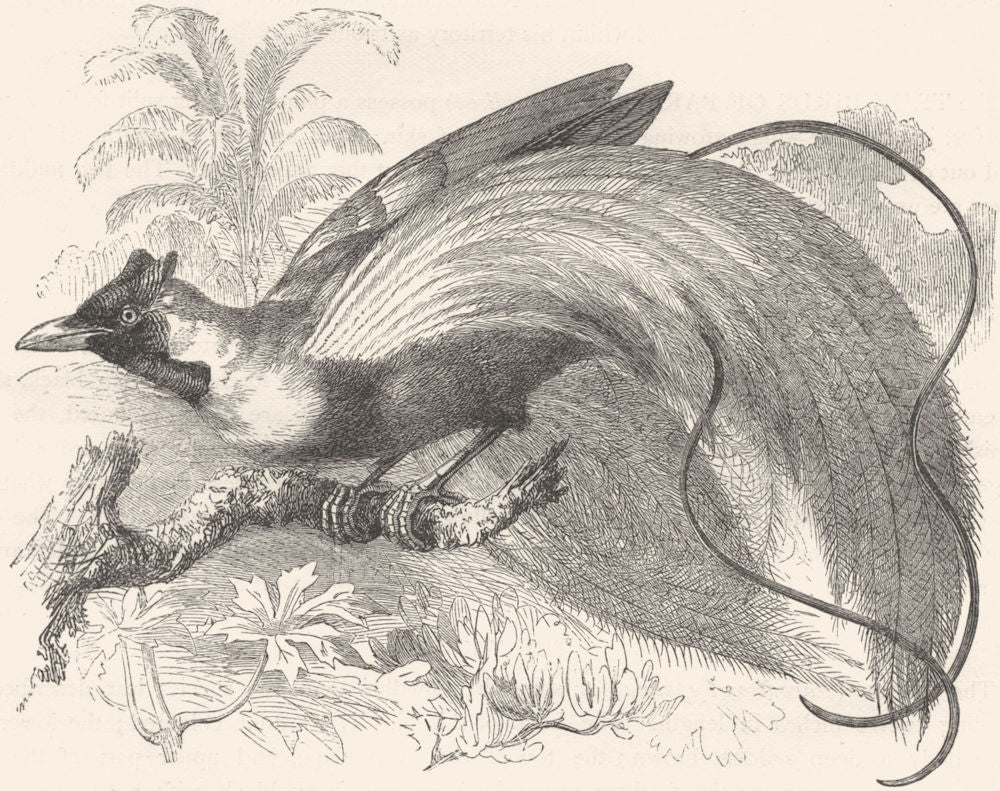 BIRDS. Raven. Bird of Paradise. Red c1870 old antique vintage print picture